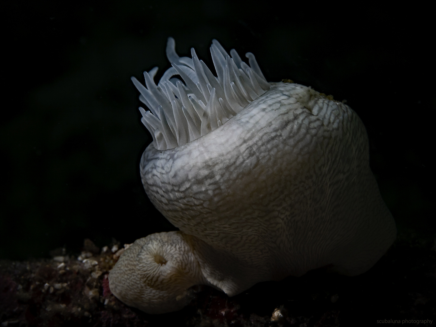 Tiger Anemone