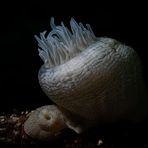 Tiger Anemone