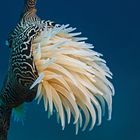 Tiger Anemone