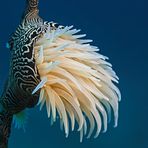 Tiger Anemone