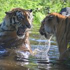 Tiger are playing in water