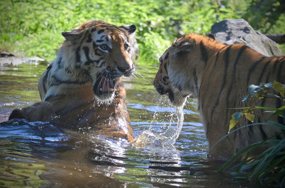 Tiger are playing in water