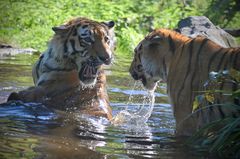 Tiger are playing in water