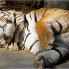 Tiger at Bangkok Zoo