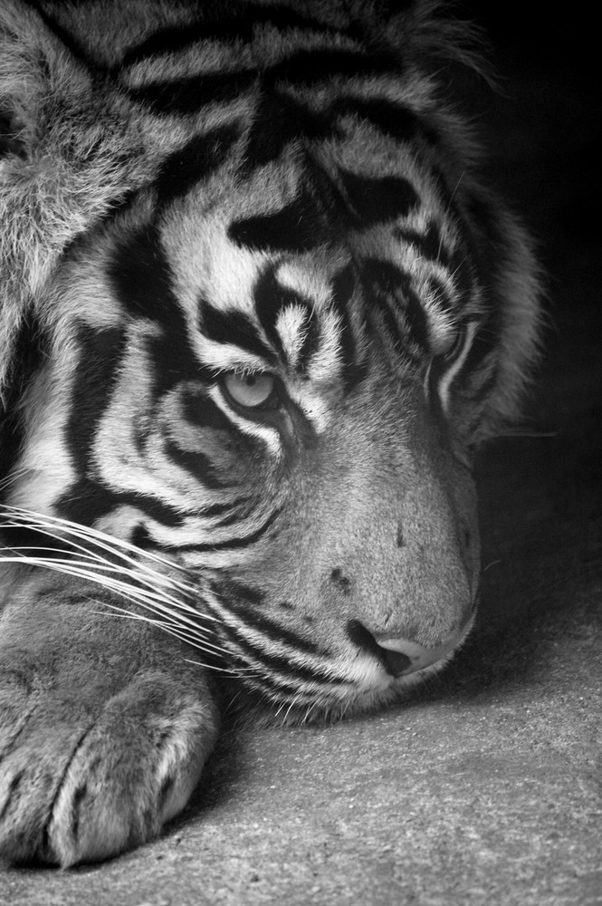 Tiger, auch in schwarz weiss schön!!! Foto &amp; Bild eins, natur Bilder