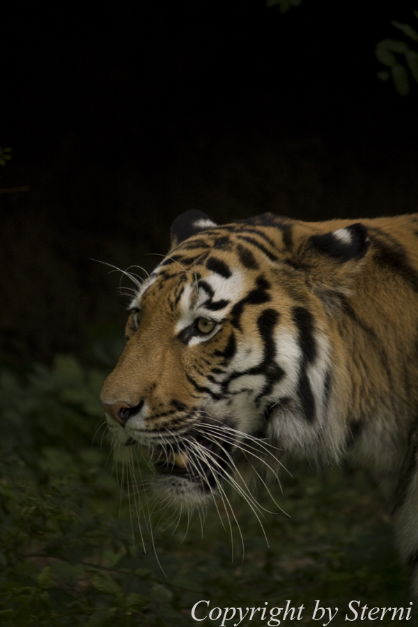 Tiger auf Beutezug