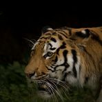 Tiger auf Beutezug