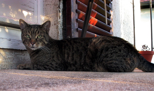 Tiger auf dem Balkon