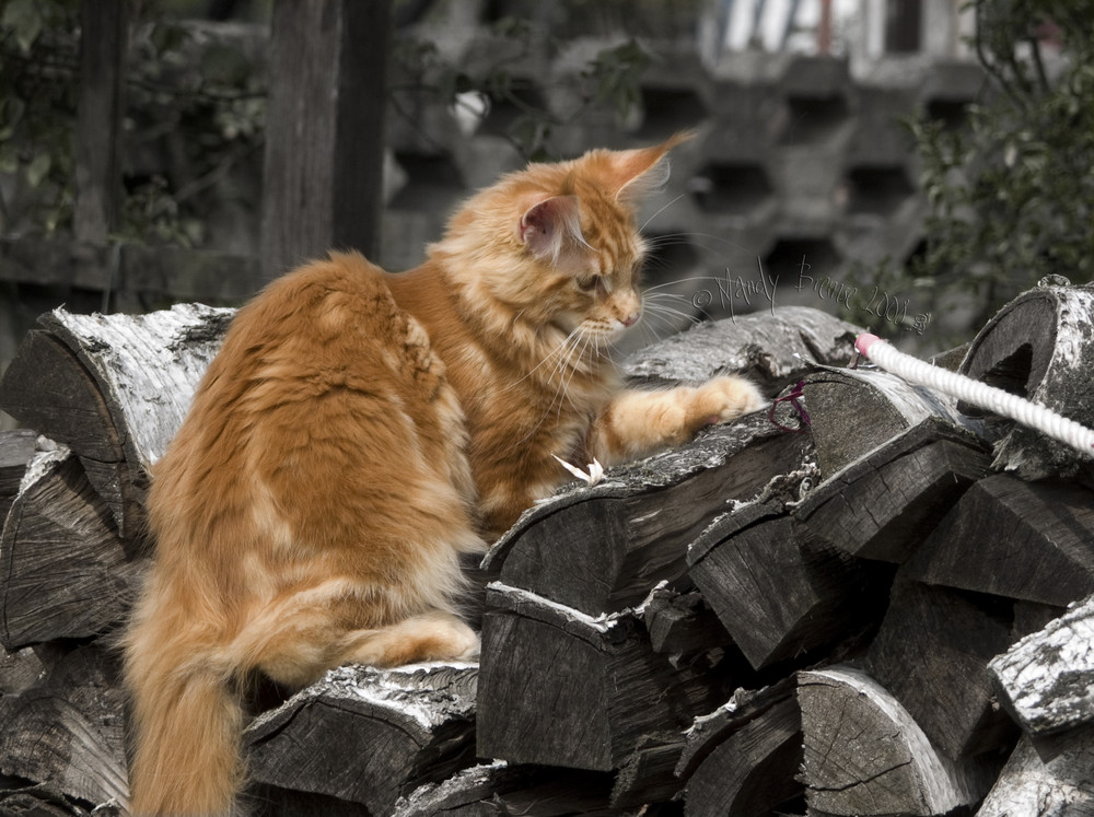 Tiger auf dem Holzstapel