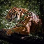 Tiger auf der Jagd