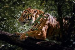 Tiger auf der Jagd