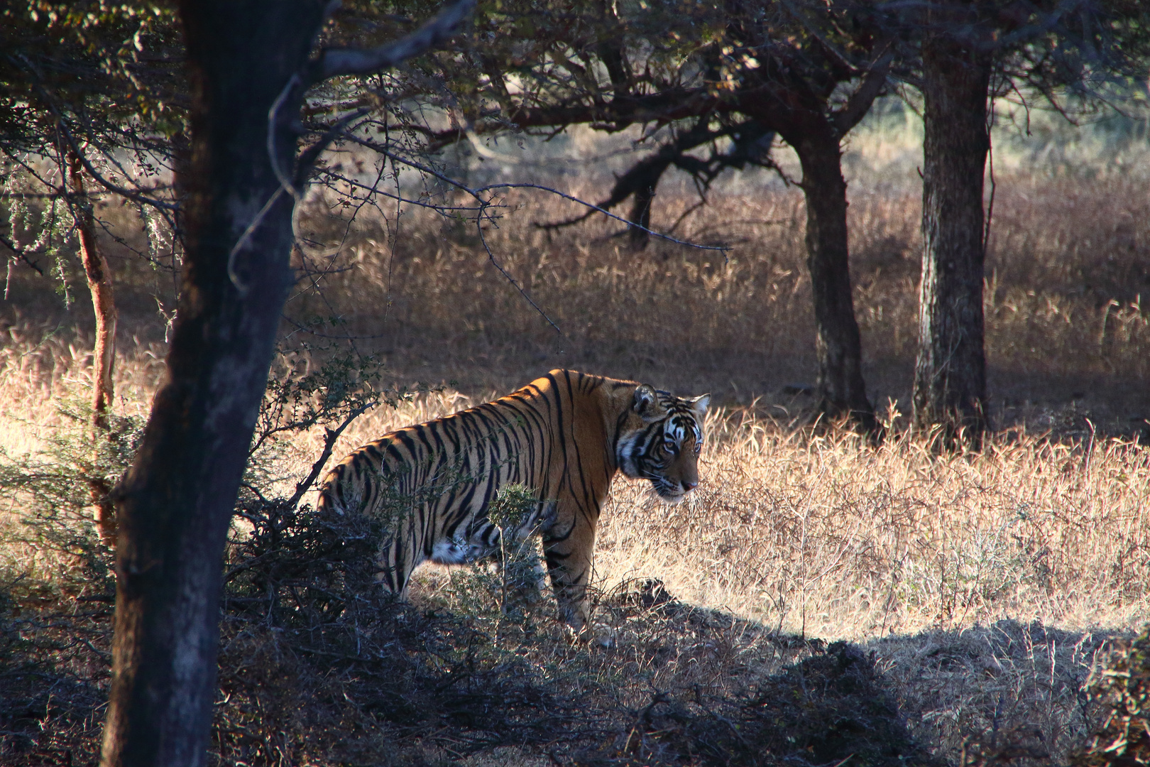 Tiger auf der Jagd im Morgengrauen