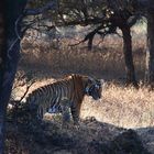 Tiger auf der Jagd im Morgengrauen