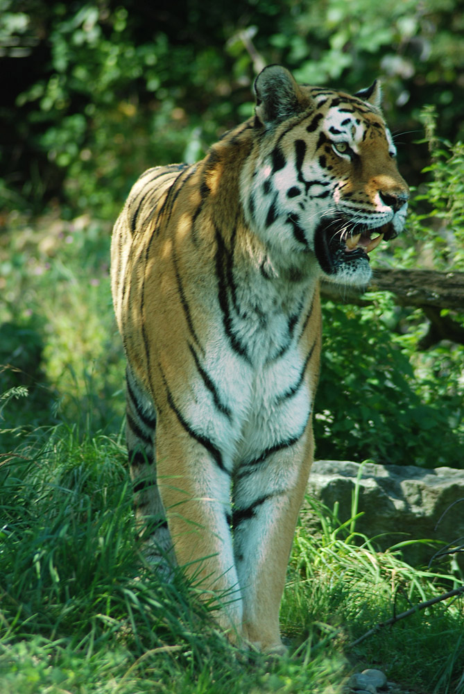 Tiger auf der Jagt