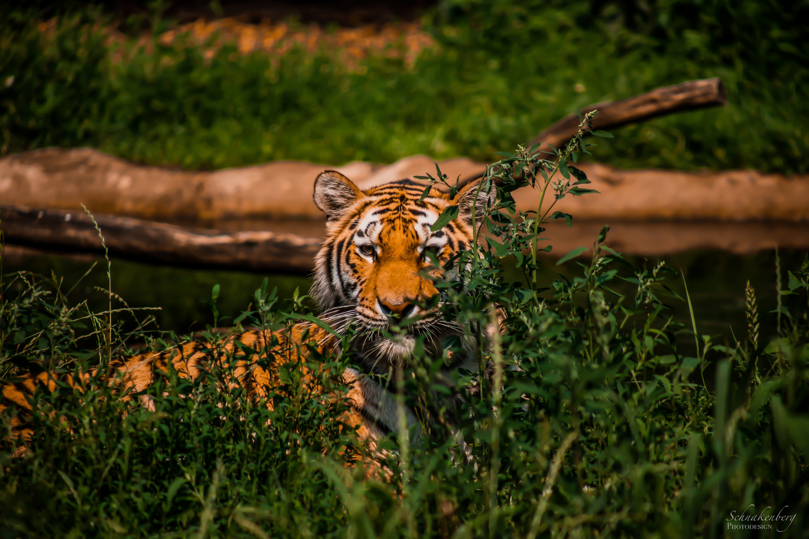 Tiger auf der lauer