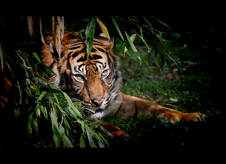 Tiger auf der Lauer