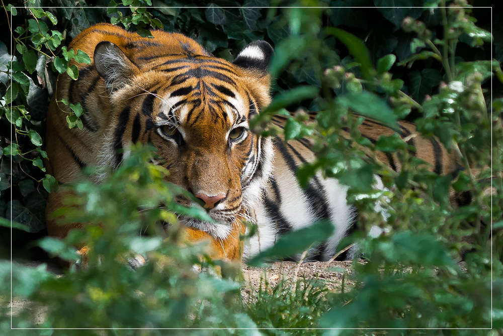 Tiger - auf der Lauer