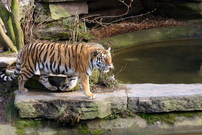 Tiger auf der Pirsch