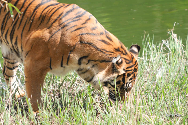 Tiger auf der Suche