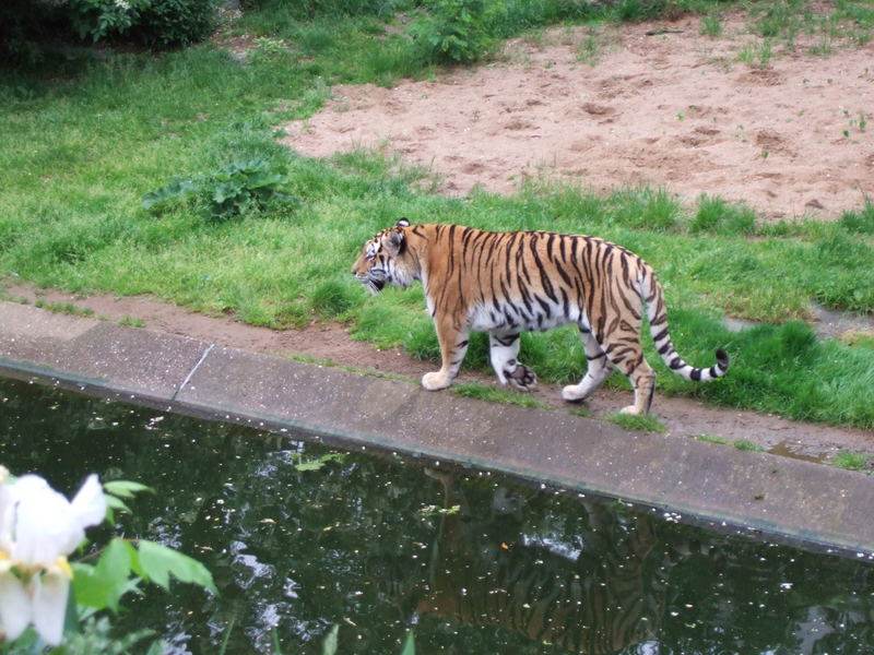 Tiger auf der Suche