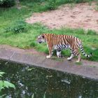 Tiger auf der Suche