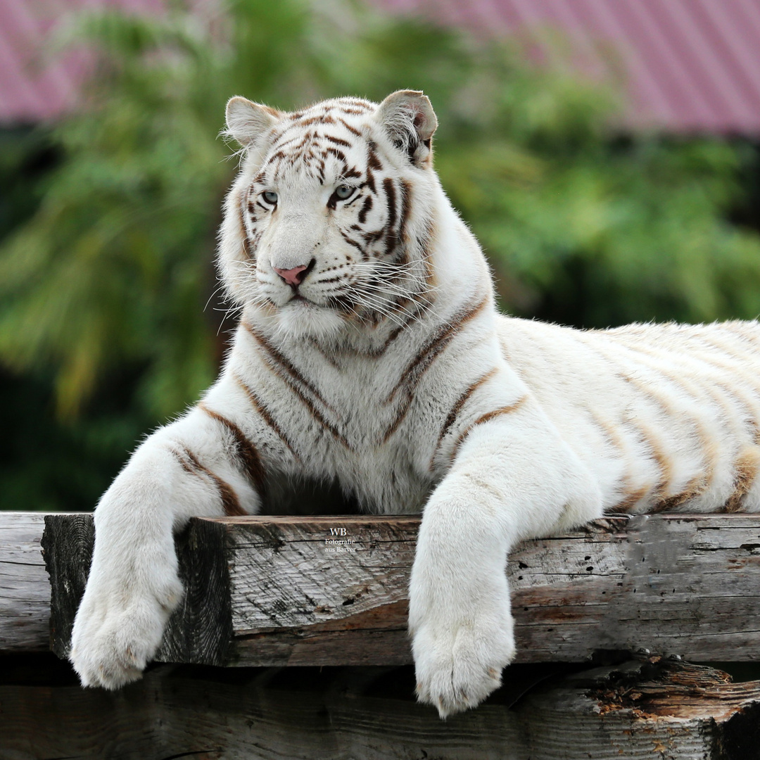 Tiger auf einem Hochstand