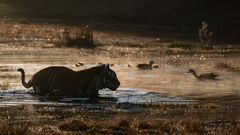 Tiger auf Entenjagd