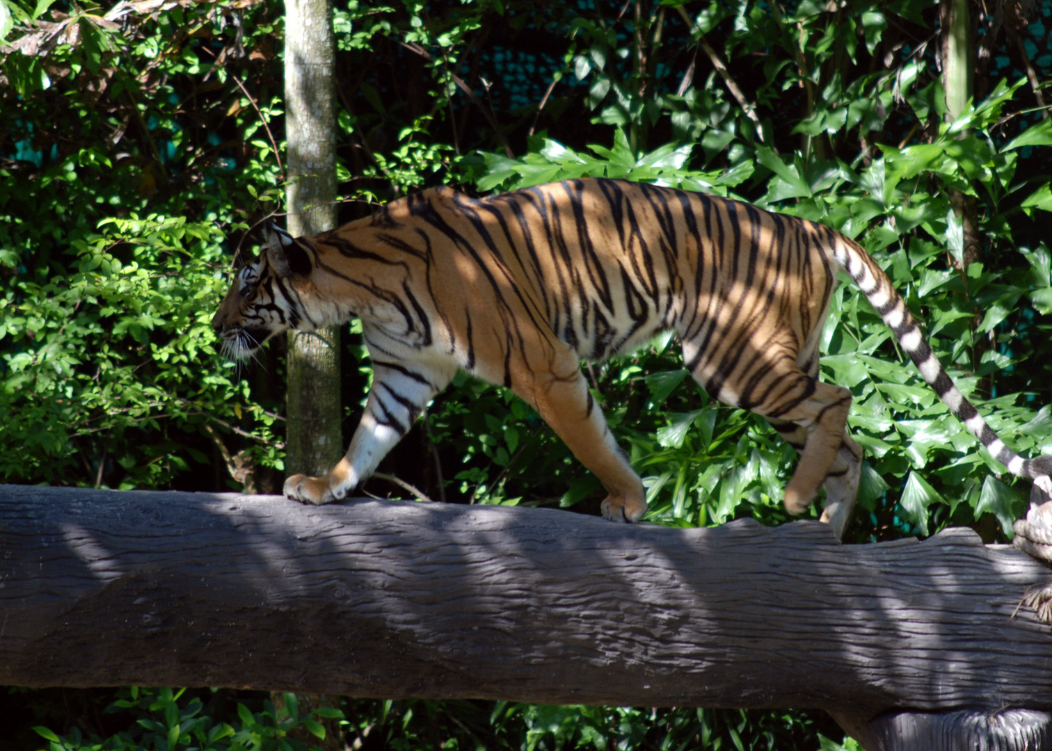 Tiger auf Futtersuche 2