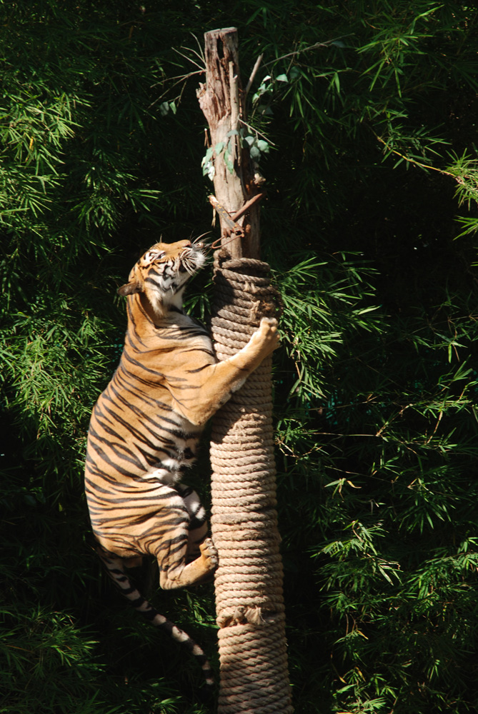 Tiger auf Futtersuche