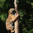 Tiger auf Futtersuche