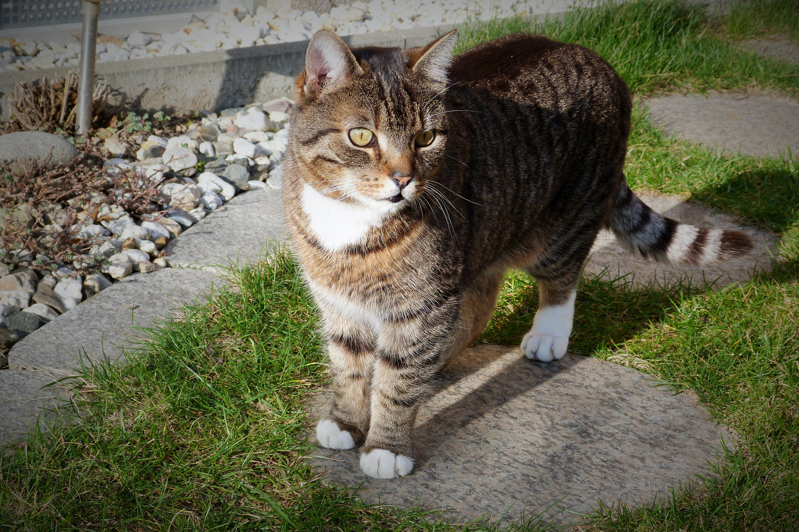 Tiger auf Gartenerkundung