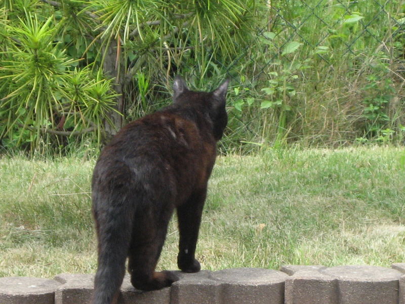 Tiger auf Jagd