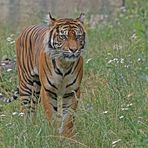 Tiger auf Wiese