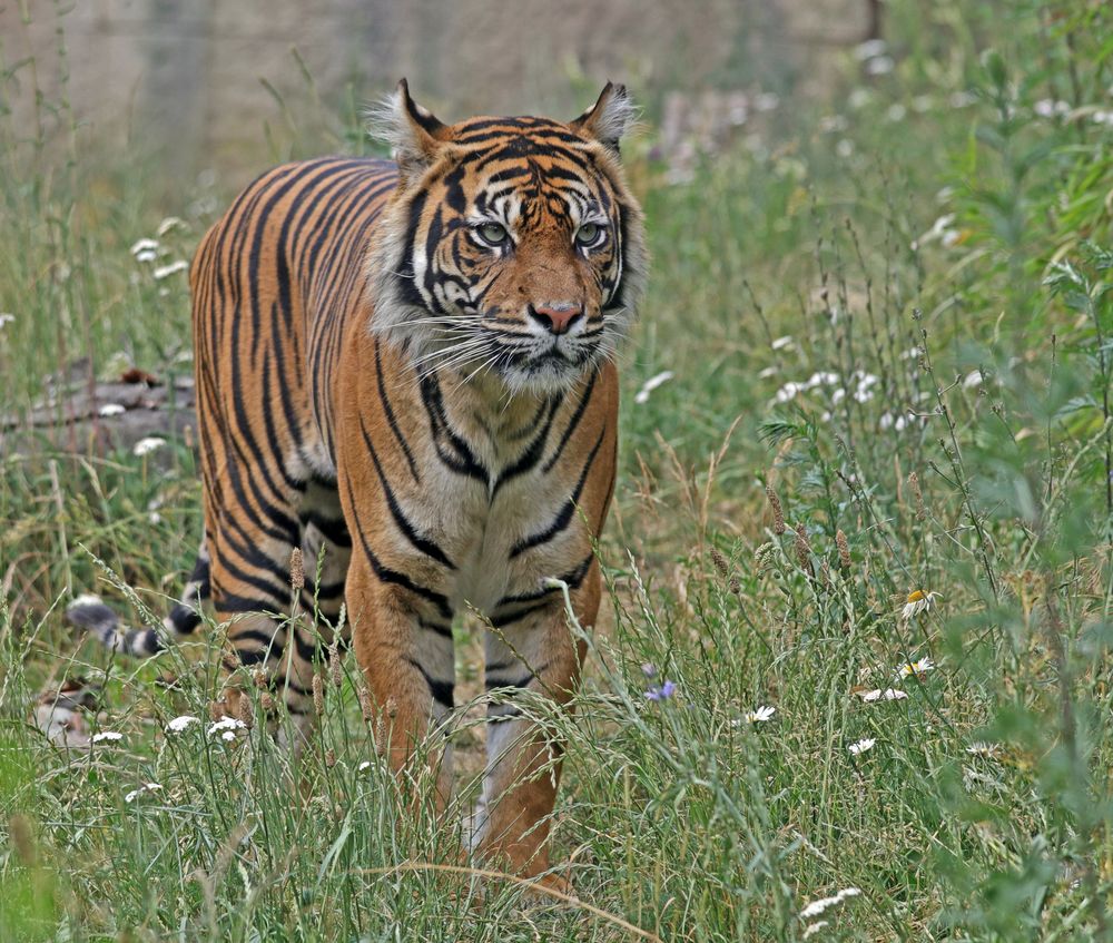 Tiger auf Wiese