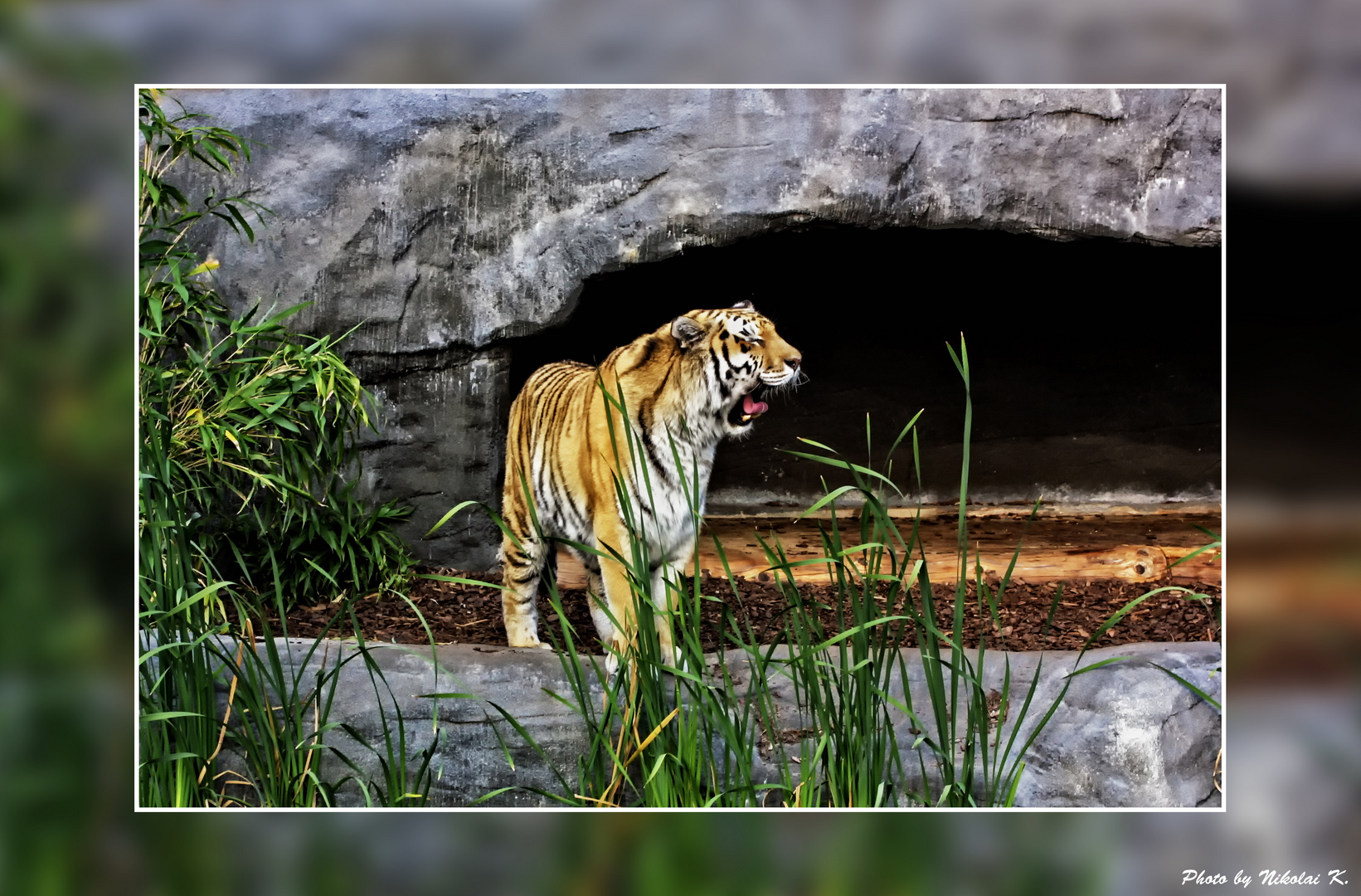 Tiger aus dem Hamburger Zoo