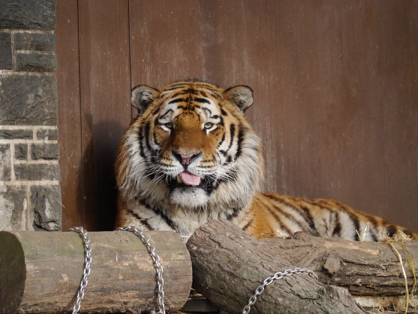 Tiger aus dem Kölner Zoo