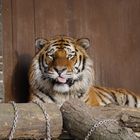 Tiger aus dem Kölner Zoo