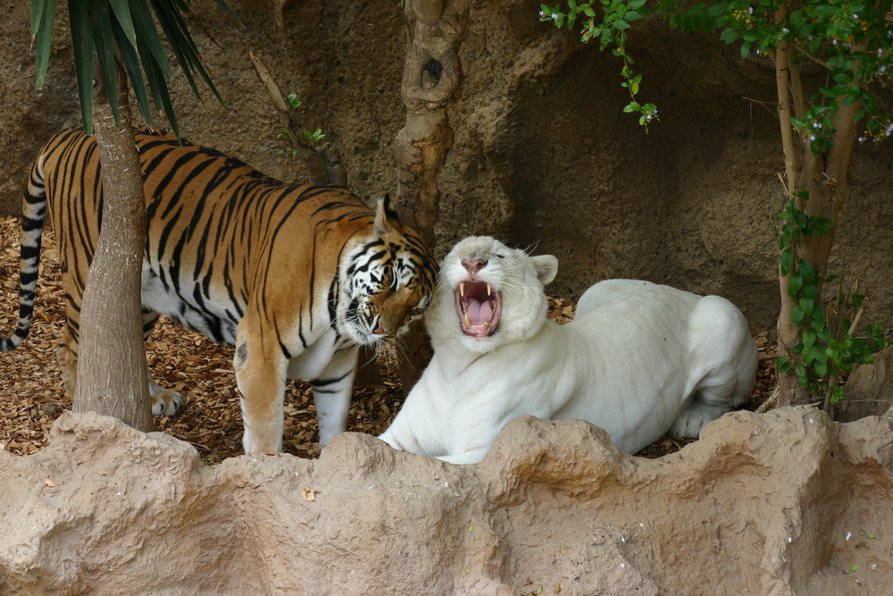 Tiger aus dem Loropark (Teneriffa)