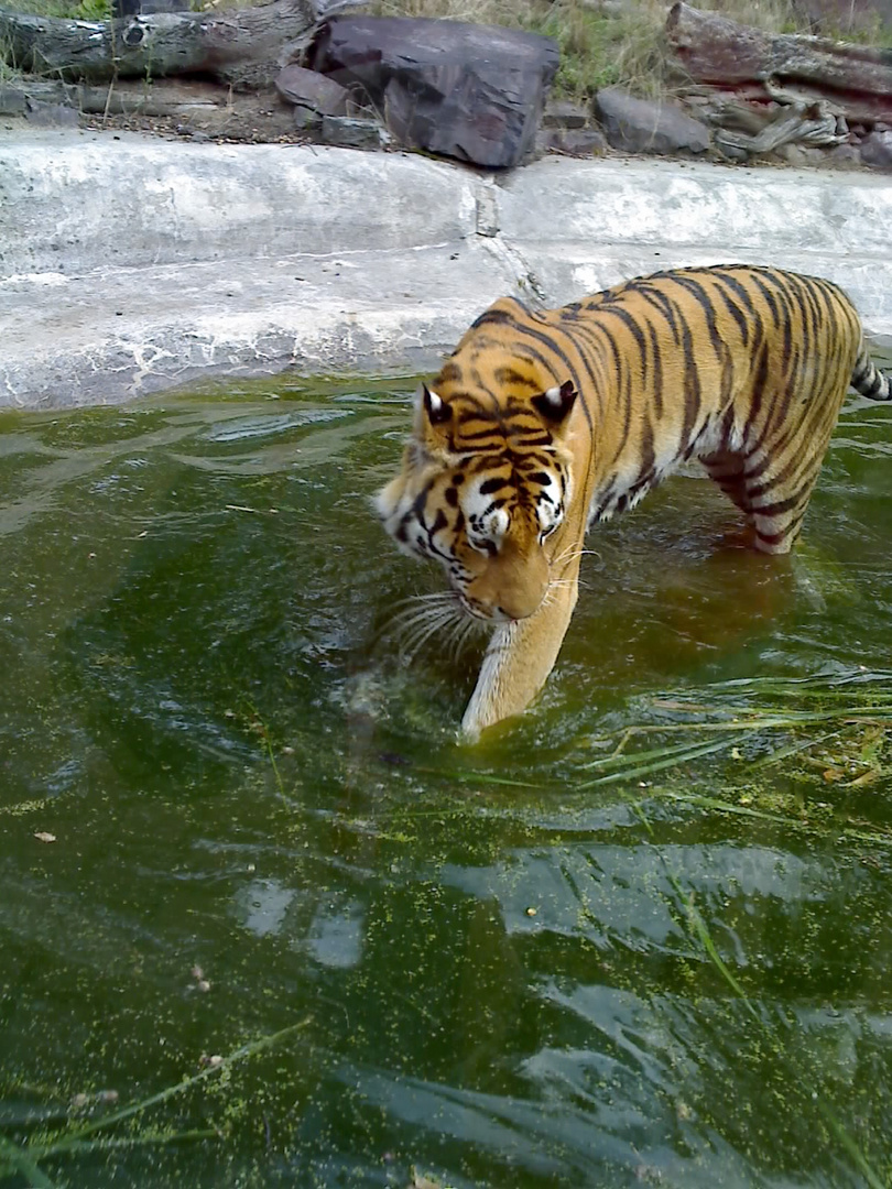 Tiger aus dem Magdeburger Zoo