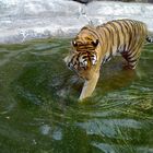 Tiger aus dem Magdeburger Zoo