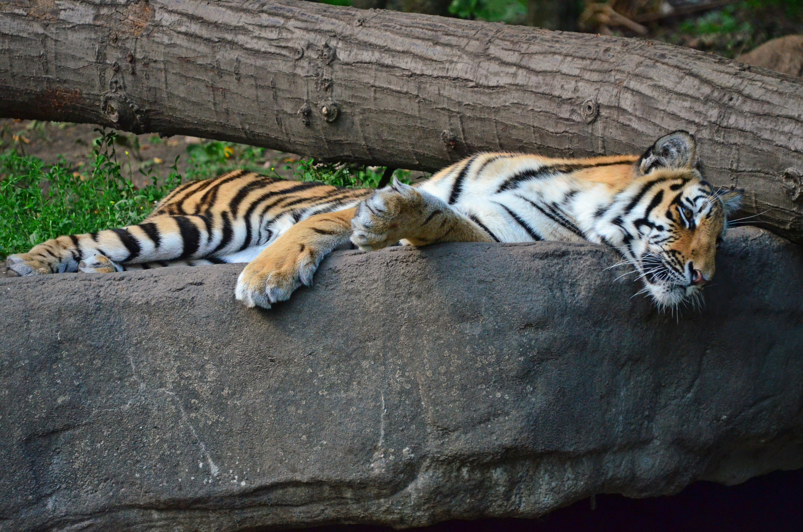 Tiger aus dem Tierpark Hagenbeck in Hamburg