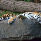 Tiger aus dem Tierpark Hagenbeck in Hamburg