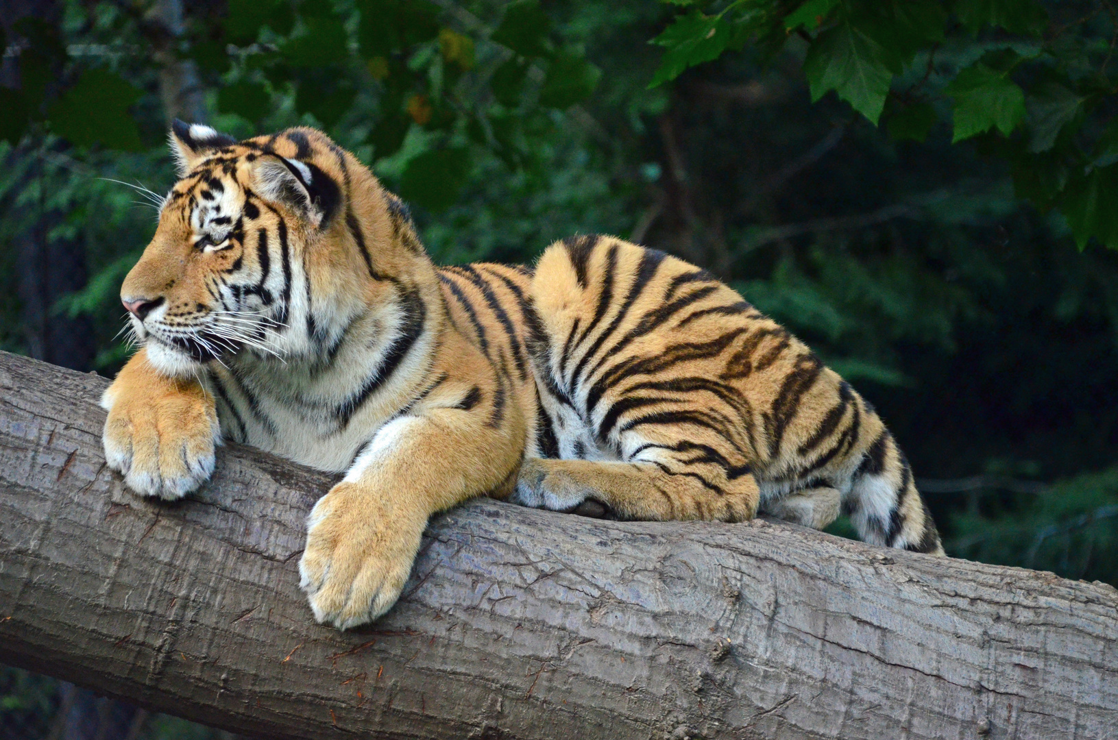 Tiger aus dem Tierpark Hagenbeck in Hamburg