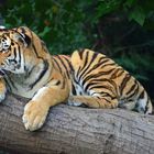 Tiger aus dem Tierpark Hagenbeck in Hamburg