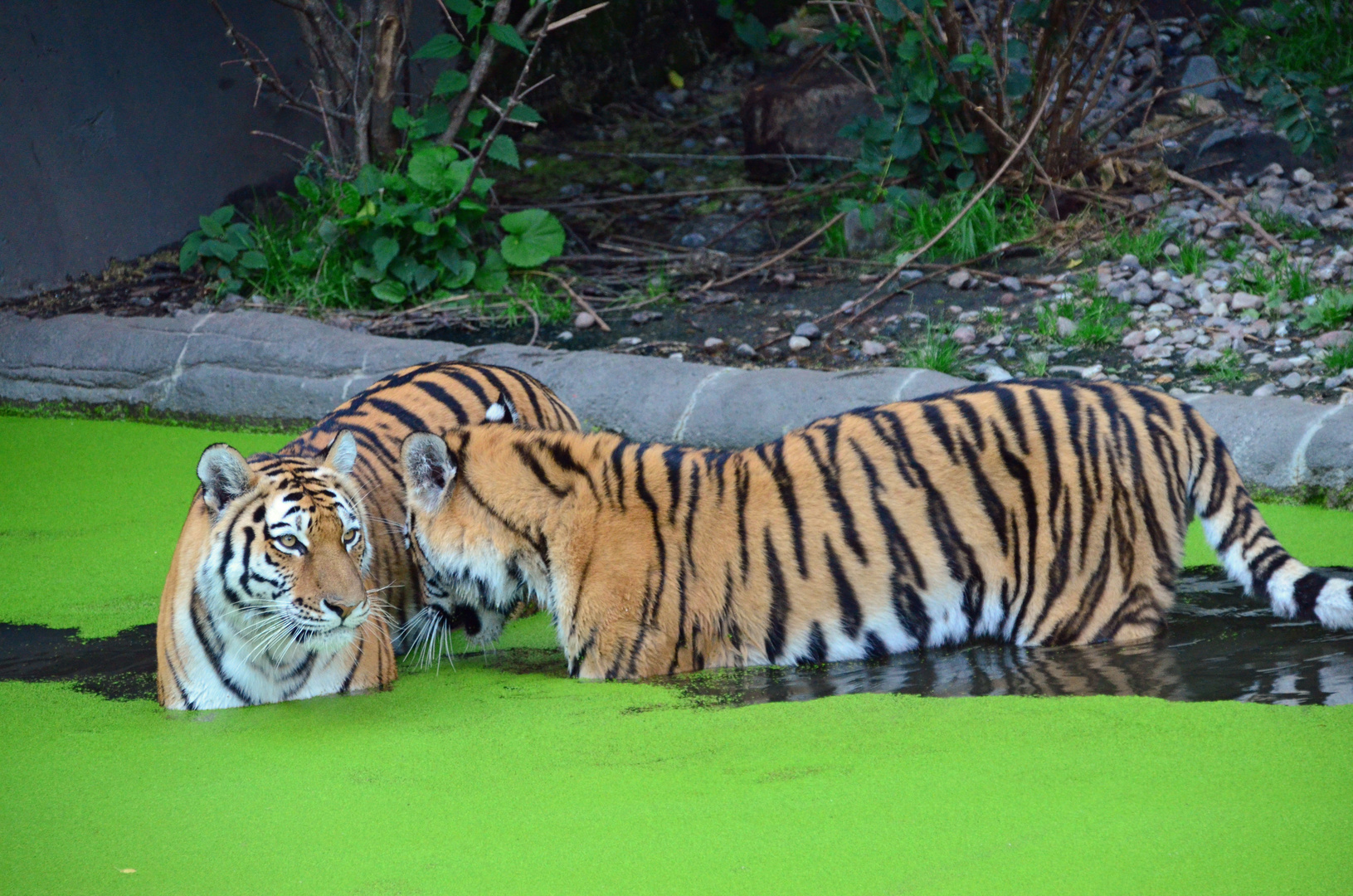 Tiger aus dem Tierpark Hagenbeck in Hamburg
