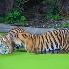 Tiger aus dem Tierpark Hagenbeck in Hamburg