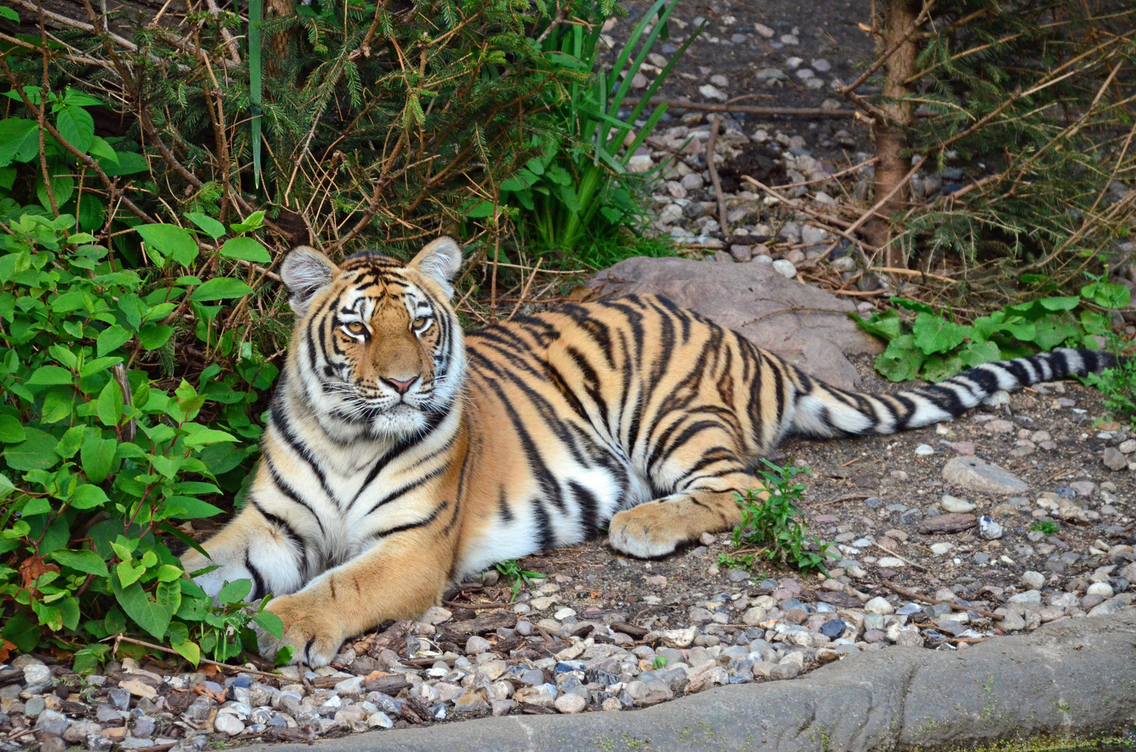 Tiger aus dem Tierpark Hagenbeck in Hamburg