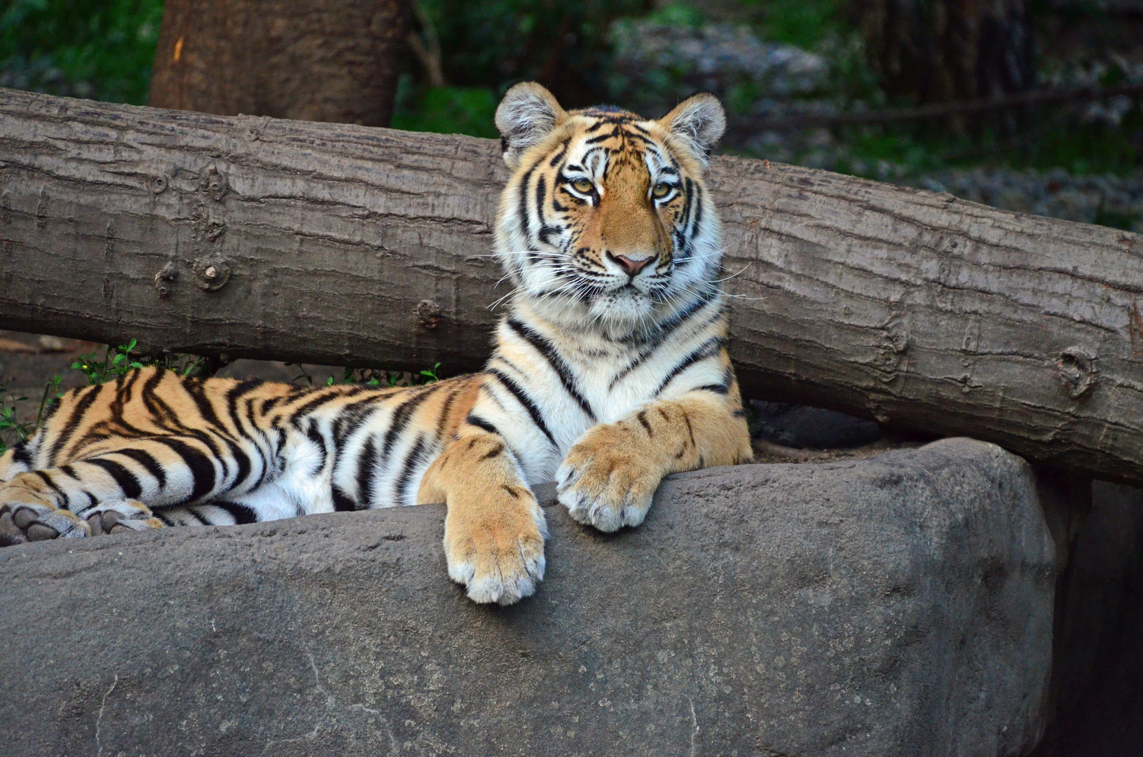 Tiger aus dem Tierpark Hagenbeck in Hamburg