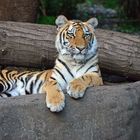 Tiger aus dem Tierpark Hagenbeck in Hamburg