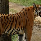 Tiger aus Indien
